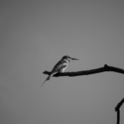 Pied-Kingfisher